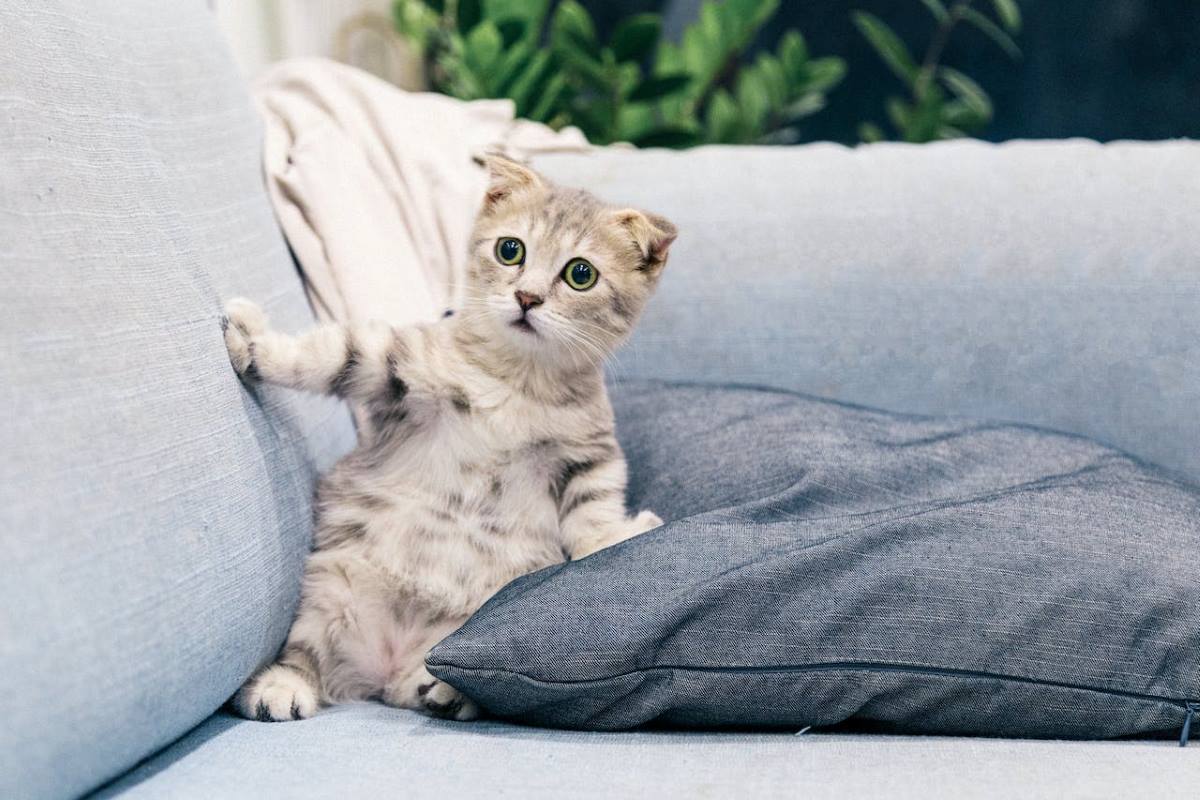 Schattige kitten speelt op grijze bank.