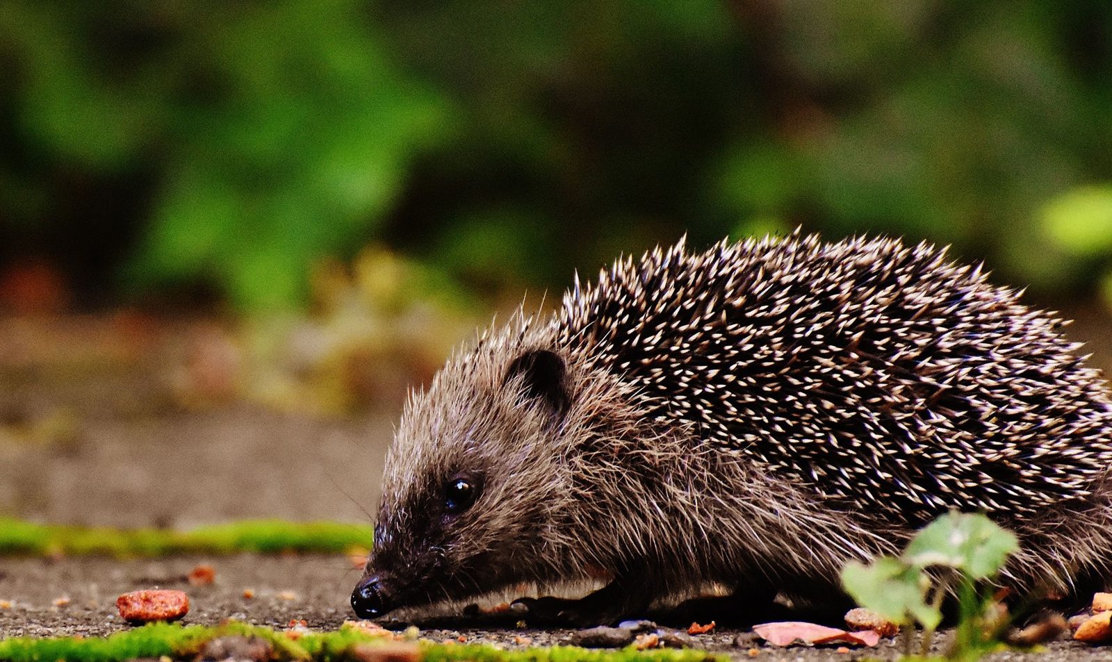 Egel zoekt voedsel in de tuin tussen de herfstbladeren