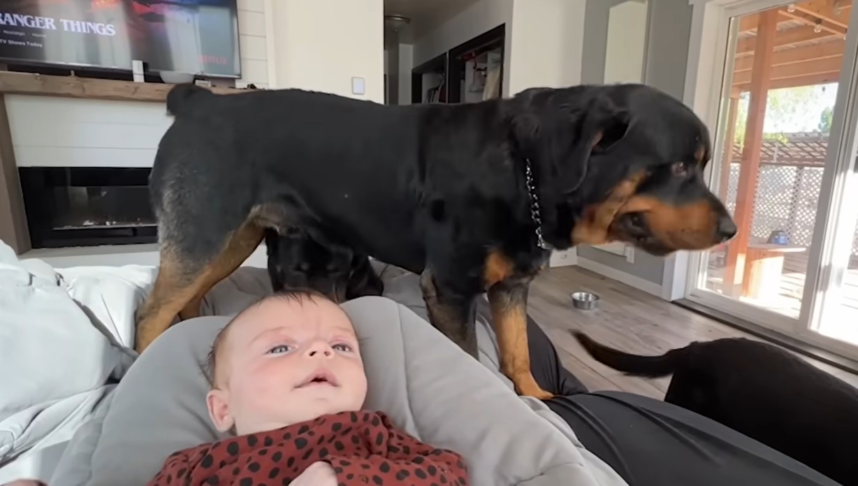 Baby op bank met grote Rottweiler ernaast