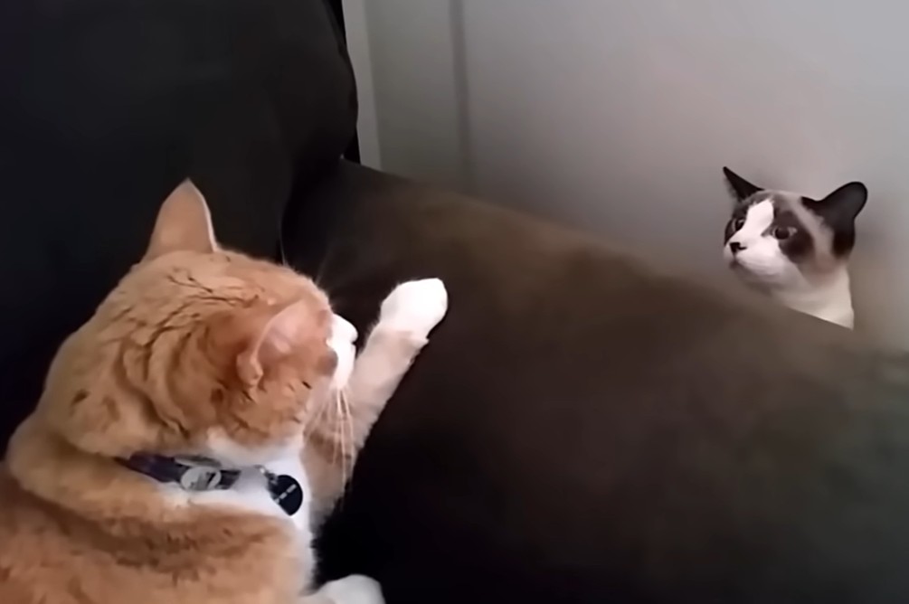 Twee katten en hond op bank