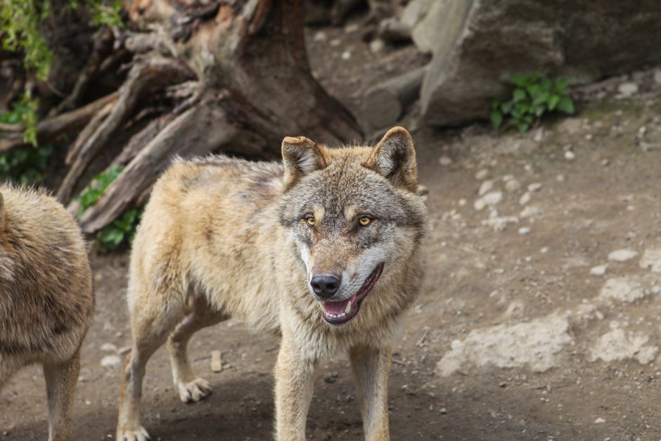 Wilde wolf in een Nederlands bosgebied