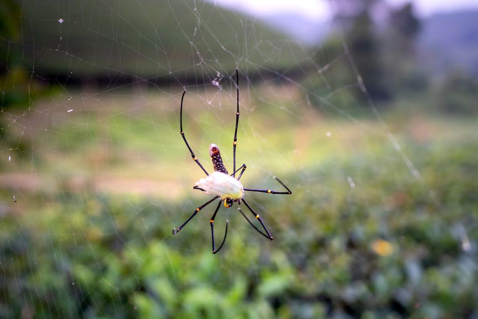 Grote harige tarantula op de bosbodem van een regenwoud