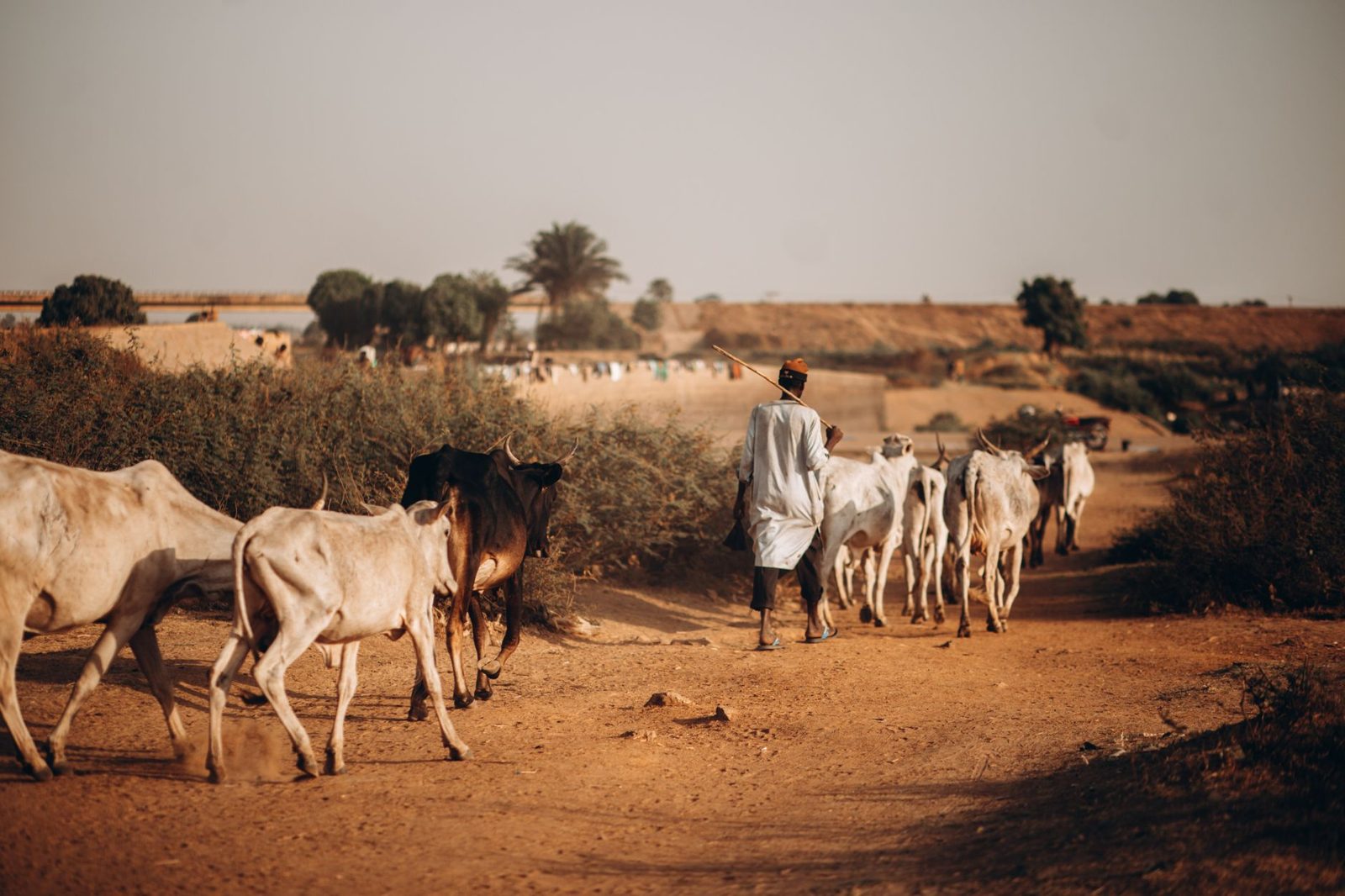 Landschap in de Sahel-regio in West-Afrika