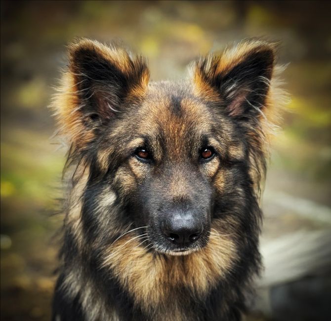 Lelijke hond met uitstekende tong op een rode loper tijdens een wedstrijd