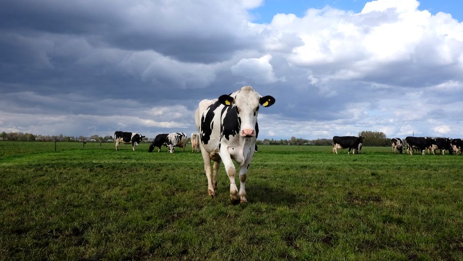 Koeien grazen in een Nederlandse wei